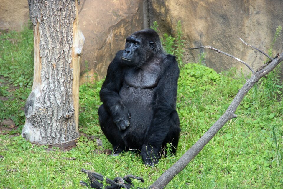 Black monkey primacy