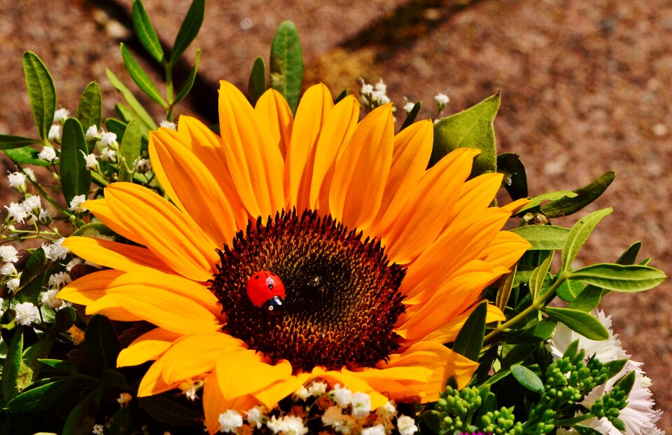 Summer plant flowers