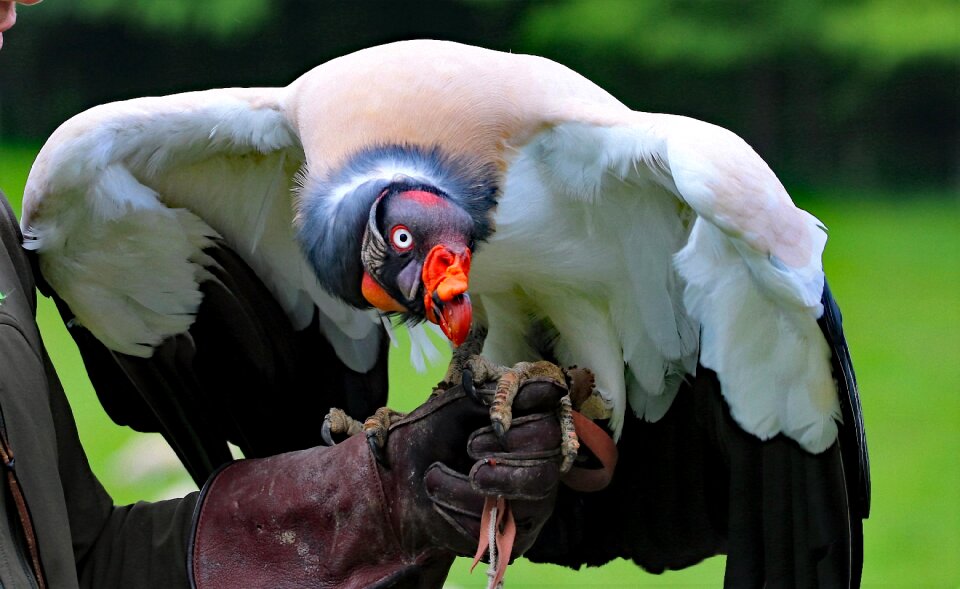 Bird wildlife animal