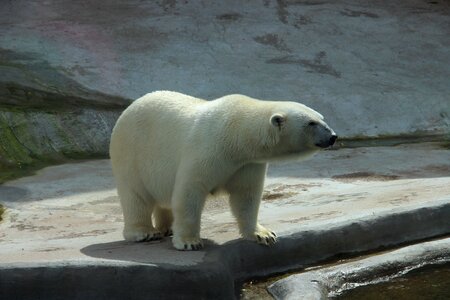 Summer animal animals