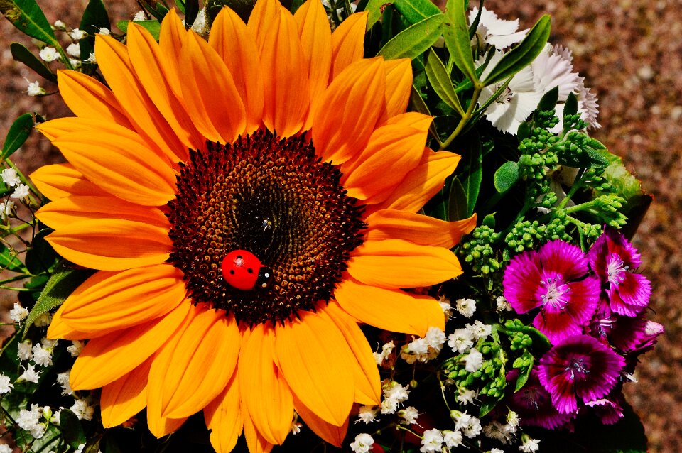 Summer plant flowers