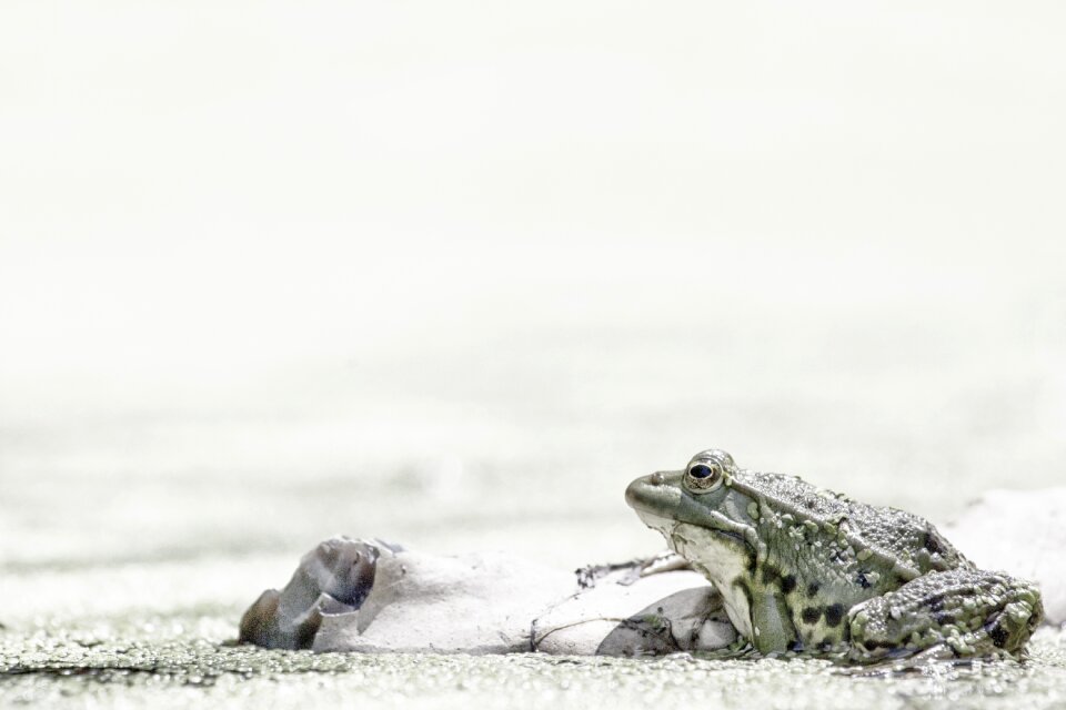 Animals water animal