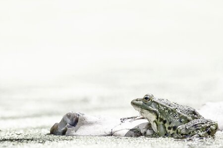 Animals water animal