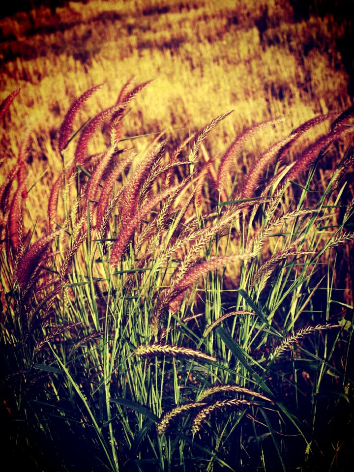 Flower foliage garden