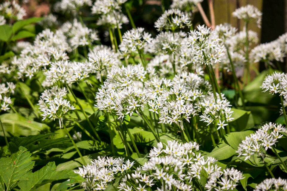 Wild plant bloom wild vegetables