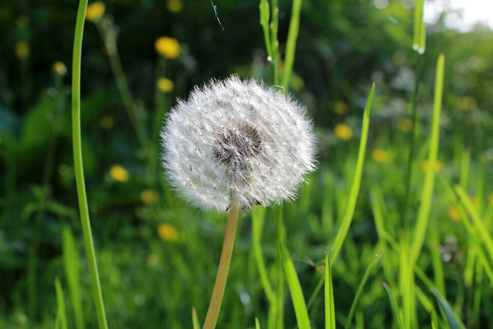 Pooh dandelion flower