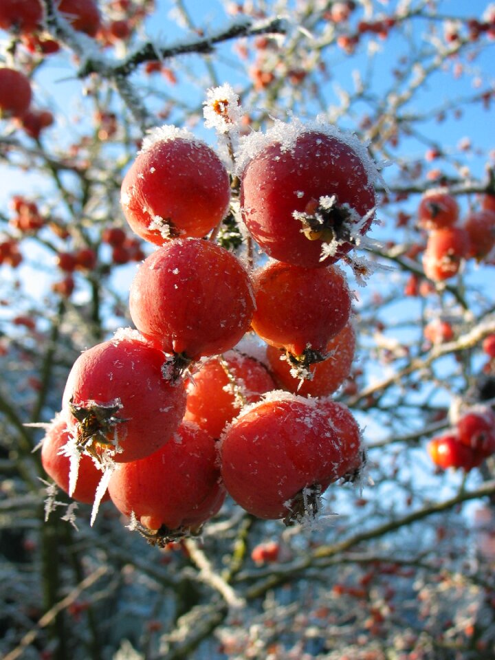 Frozen cold red