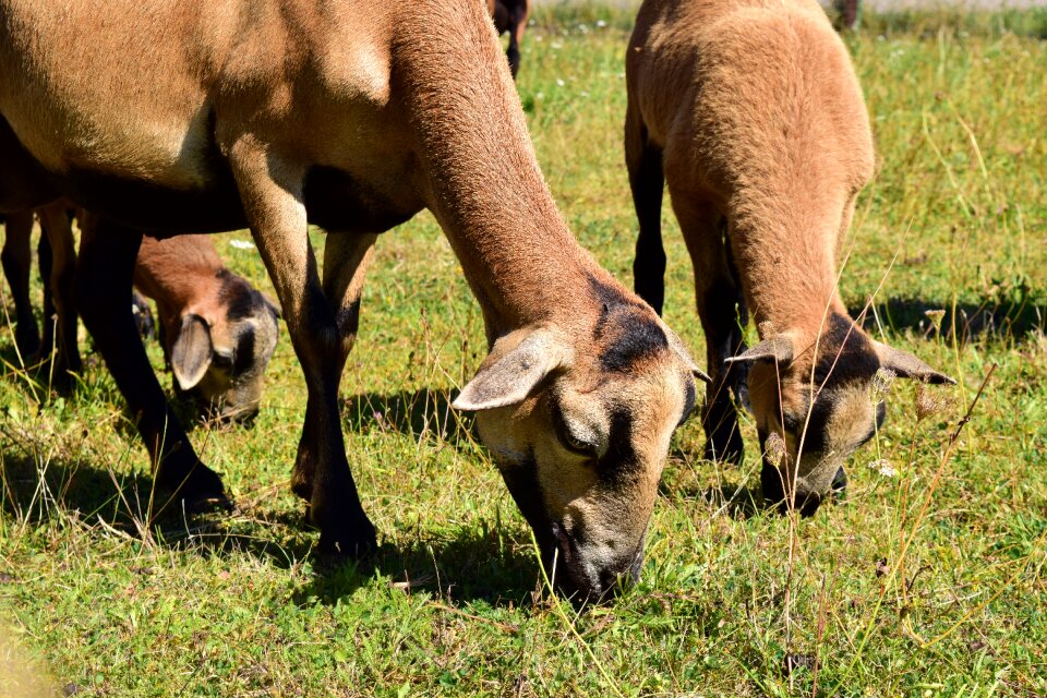 Rural ruminant cheeky