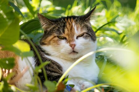 Mieze cat face concerns