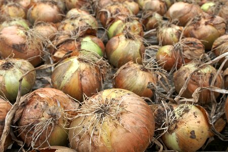 Drying allium bulb