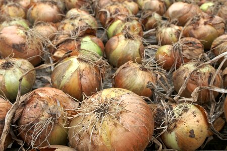 Drying allium bulb photo