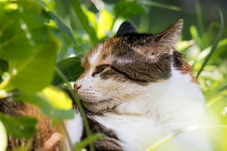 Mieze cat face concerns