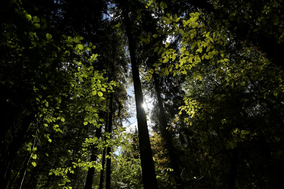 Poland trees black tree