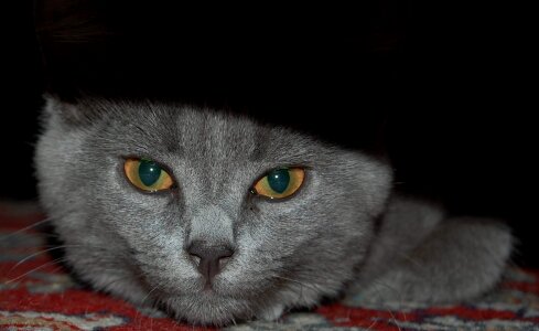 Animal cute kitten