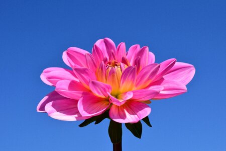 Flower pink late summer