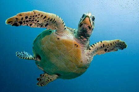 Immersion deep maldivi