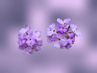Wild purple garden photo