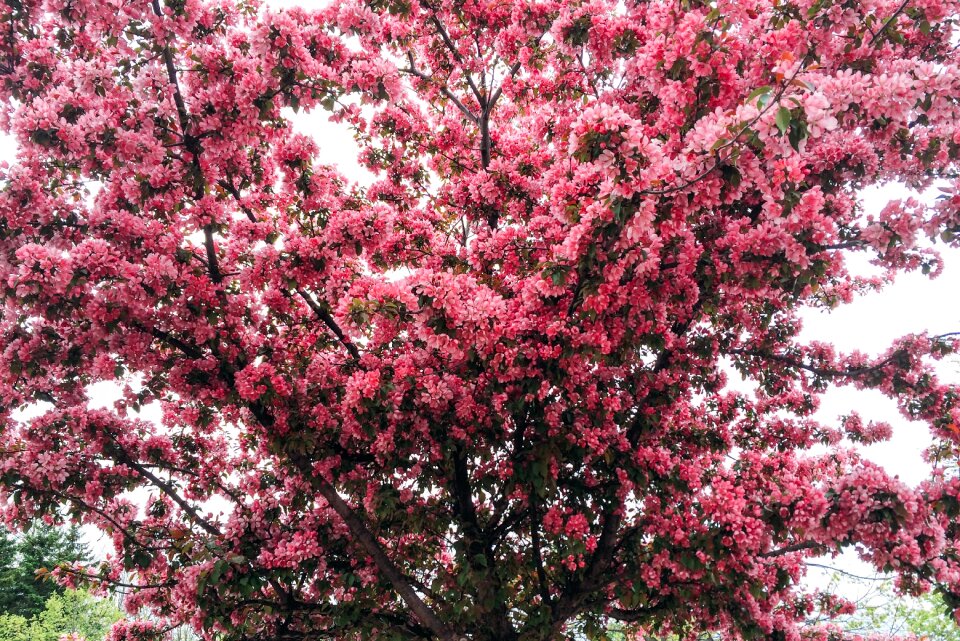 Flower blossom bloom