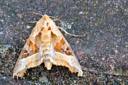 Achateule butterfly noctuinae stubs photo