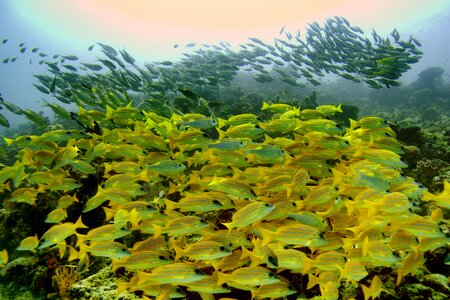 Fish diving clear sea