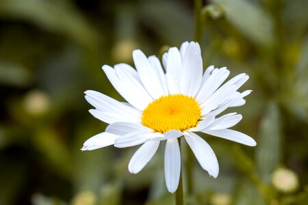 Flower white flower blossom