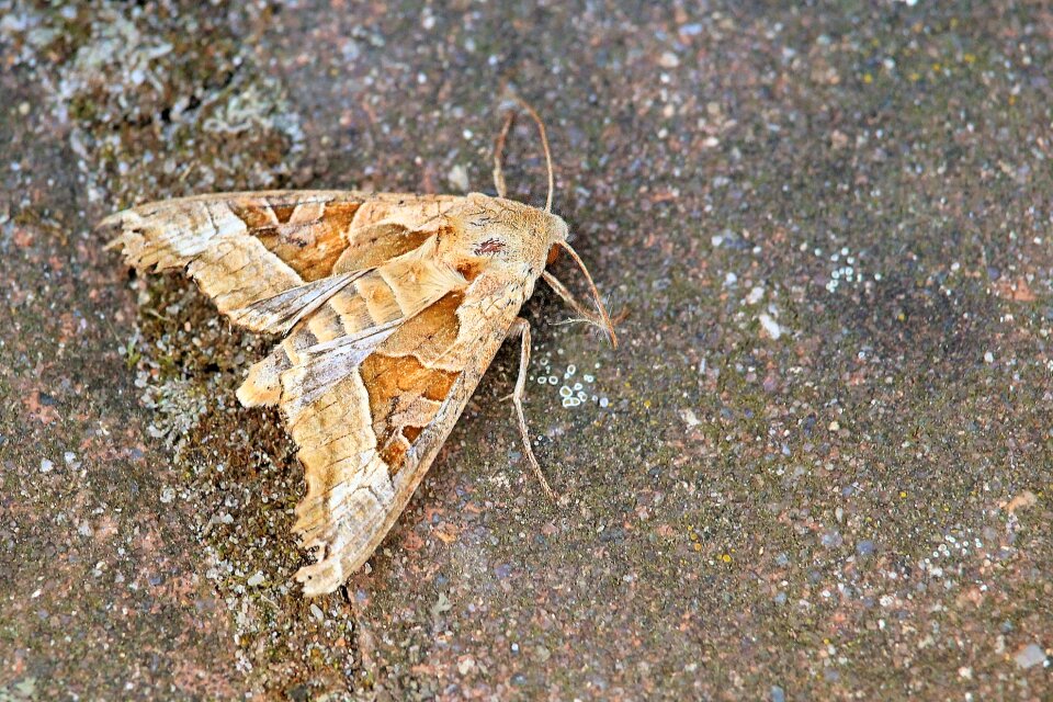Achateule butterfly noctuinae stubs