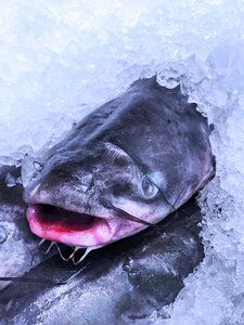 Fresh fishing ingredient