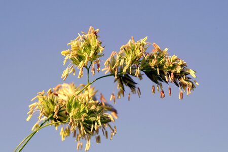Sky blade nature