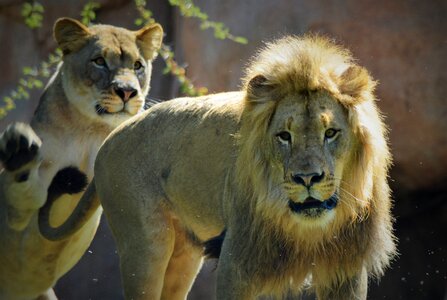 Lion safari park san diego