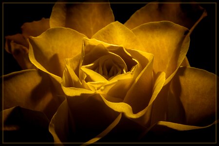 Close up yellow yellow flower