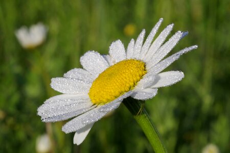The petals white yellow