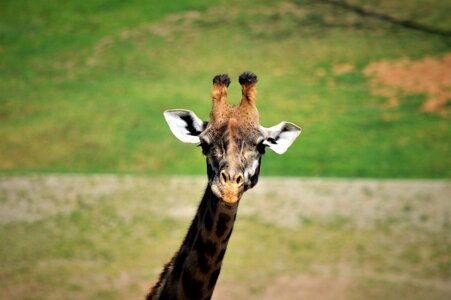 Giraffe safari park san diego