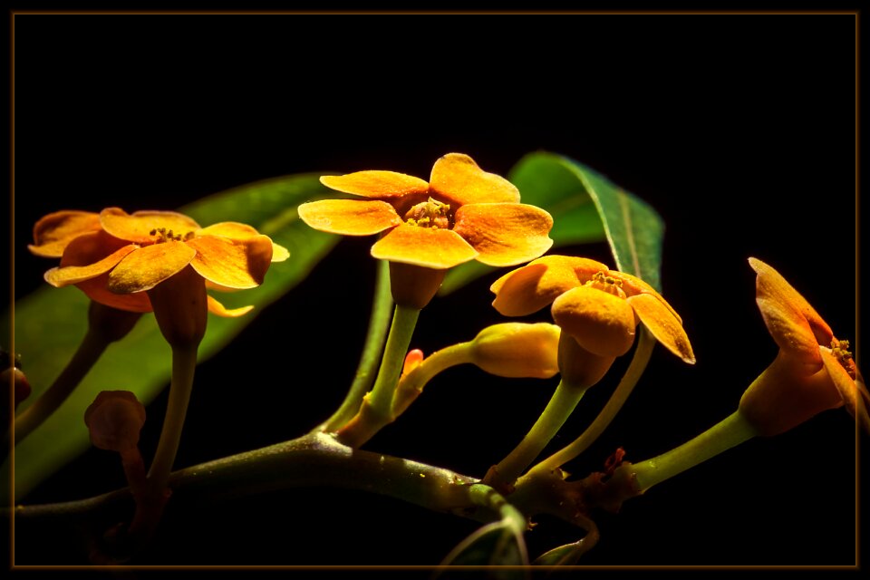 Close up yellow yellow flower photo