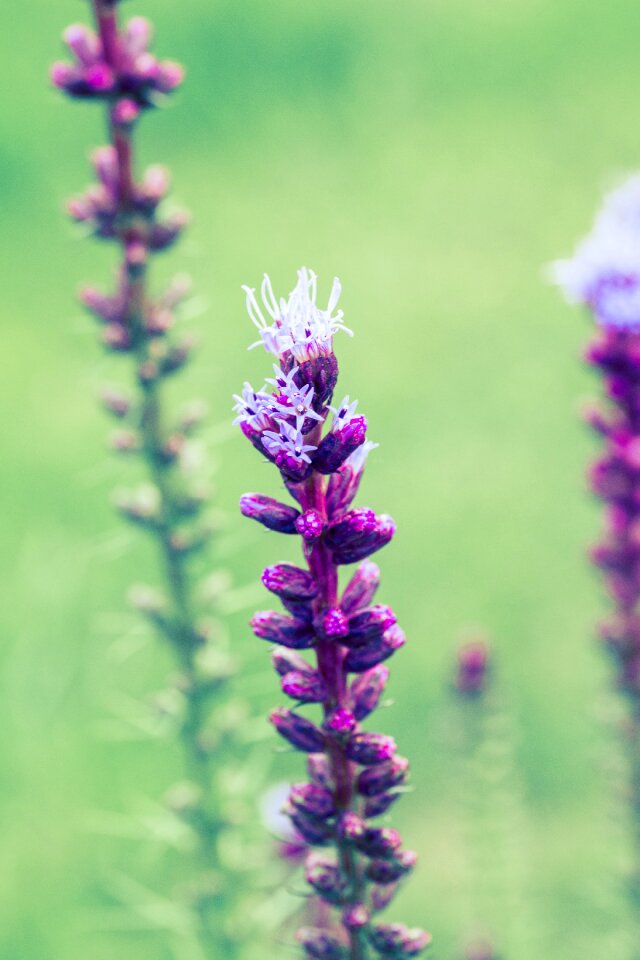 Flower plant bloom