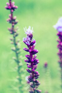 Flower plant bloom