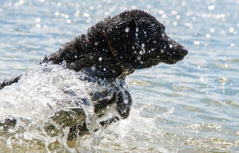 Water pet animal photo