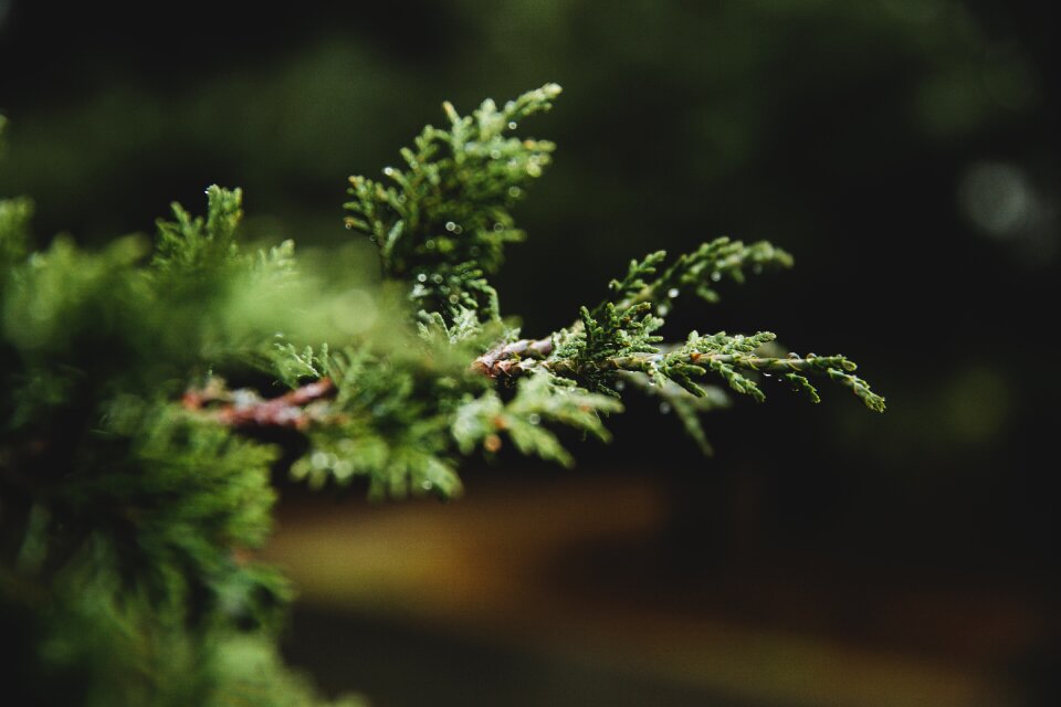 Pine evergreen outdoors