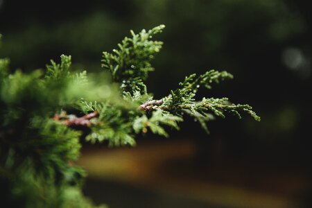 Pine evergreen outdoors