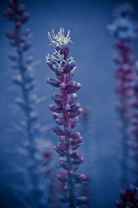 Flower plant bloom photo