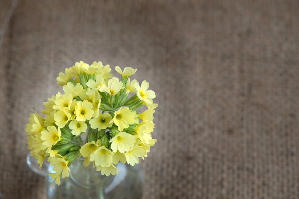 Flowers yellow flowers small flowers