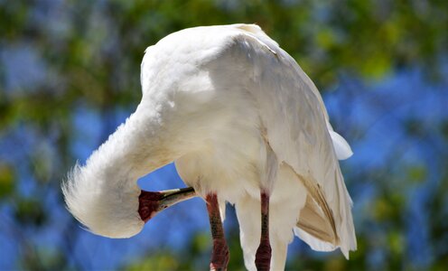 Bird safari park san diego photo