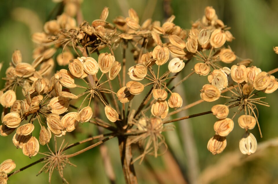 Brown seed box nature
