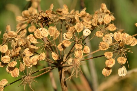 Brown seed box nature