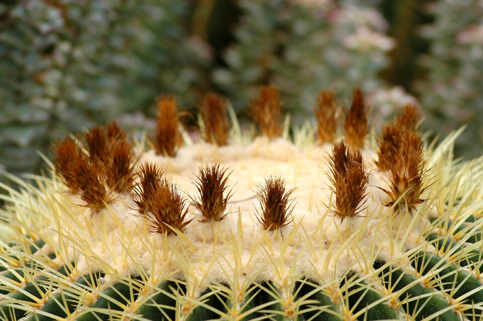 Botanical garden succulents thorn