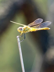 Cordulegaster boltonii branch stem