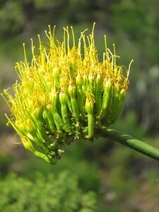 Hiking big bend texas photo