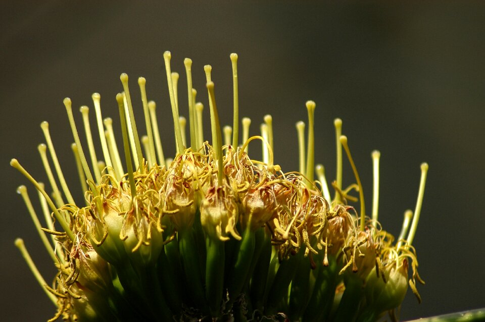 Flowers macro yellow