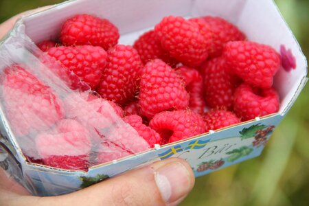 Pick fresh berries summer time