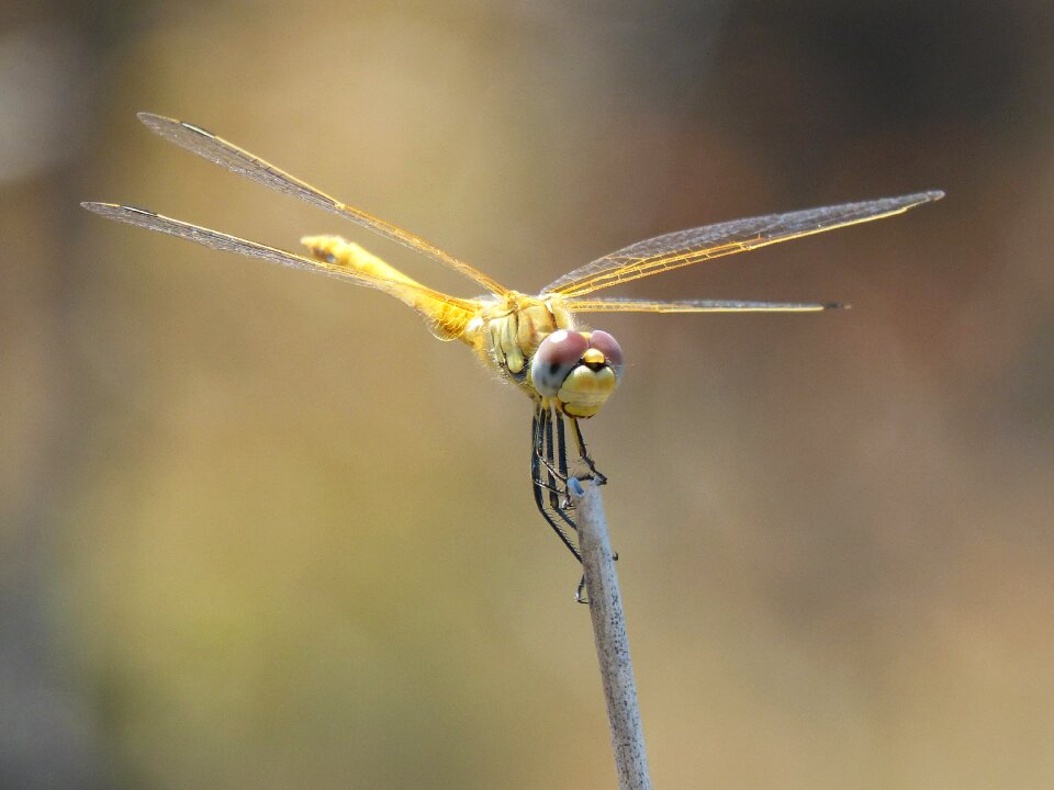 Cordulegaster boltonii branch stem