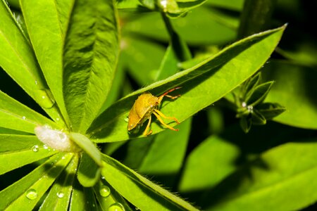 Macro plant nature